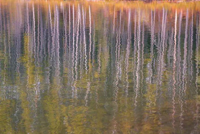 Framed Print : Autumn aspens reflected in a lake, Banff National Park, UNESCO World Heritage Site