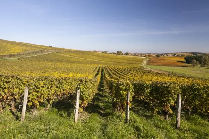 Framed Print : Autumn color in the vineyards of Sancerre, Cher, Centre, France, Europe Framed Print : Autumn color in the vineyards of Sancerre, Cher, Centre, France, Europe