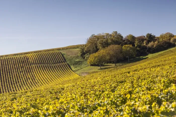 Framed Print : Autumn color in the vineyards of Sancerre, Cher, Centre, France, Europe