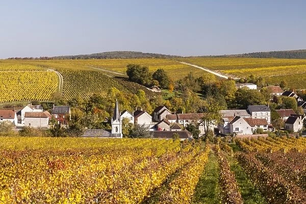 Autumn color in the vineyards surrounding Bue, Sancerre, Cher, Centre, France, Europe