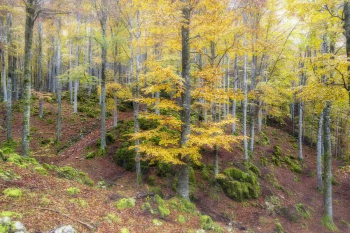 Framed Print : Autumn colors in the forest of Cansiglio in morning fog, Treviso province, Veneto, Italy Framed Print : Autumn colors in the forest of Cansiglio in morning fog, Treviso province, Veneto, Italy
