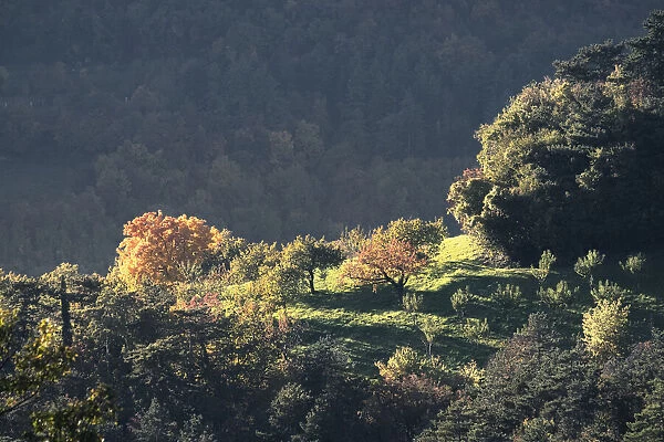 Autumn colors on trees, Lessinia, Veneto, Italy, Europe