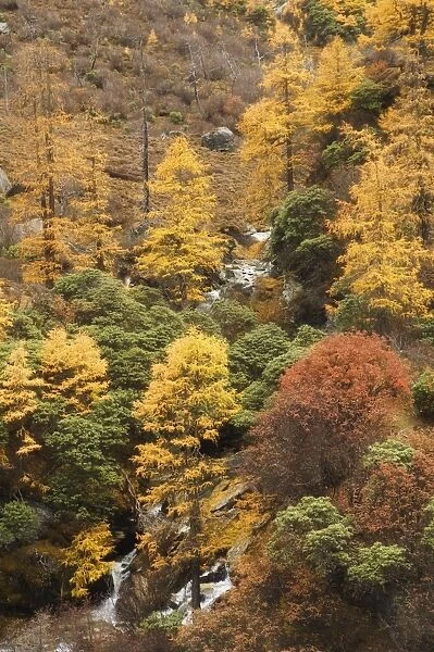 Autumn colors, Yading Nature Reserve, Sichuan Province, China, Asia