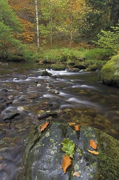 Autumn colours at Aira beck which flows from Aira force into Ullswater