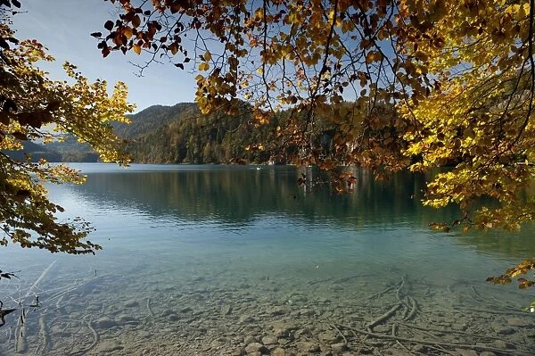Autumn colours at alpine Alpsee Lake, Schwangau, Bavaria, Germany, Europe
