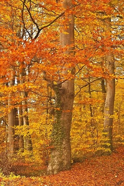 Autumn colours in the beech trees near to Turkdean in the Cotwolds, Gloucestershire, England, United Kingdom, Europe