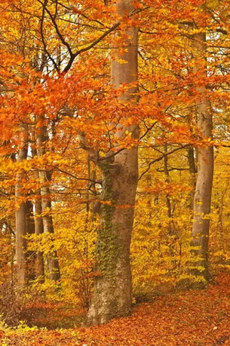 Framed Print : Autumn colours in the beech trees near to Turkdean in the Cotwolds, Gloucestershire, England, United Kingdom, Europe Framed Print : Autumn colours in the beech trees near to Turkdean in the Cotwolds, Gloucestershire, England, United Kingdom, Europe
