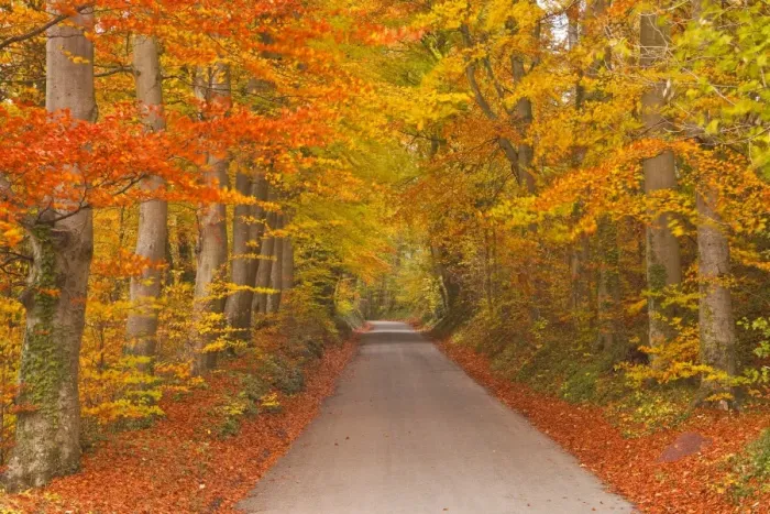 Framed Print : Autumn colours in the beech trees on the road to Turkdean in the Cotwolds, Gloucestershire, England, United Kingdom, Europe Framed Print : Autumn colours in the beech trees on the road to Turkdean in the Cotwolds, Gloucestershire, England, United Kingdom, Europe