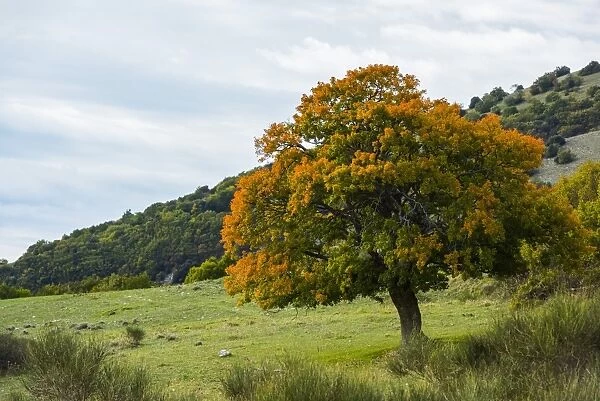 Autumn colours in the forest, Monte Cucco Park, Apennines, Umbria, Italy, Europe