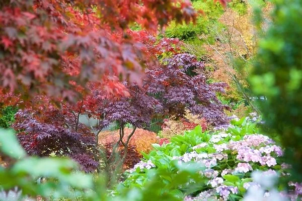 Autumn colours in Grasmere, Lake District, Cumbria, England, United Kingdom, Europe