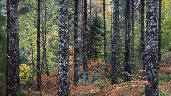 Autumn Colours in Lael Forest, near Ullapool, Ross and Cromarty, Scottish Highlands