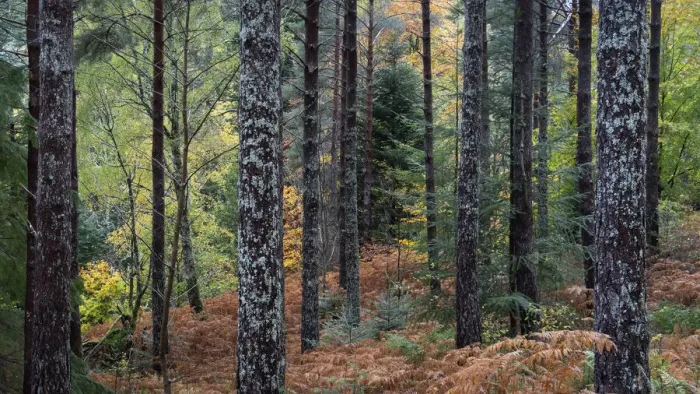 Framed Print : Autumn Colours in Lael Forest, near Ullapool, Ross and Cromarty, Scottish Highlands Framed Print : Autumn Colours in Lael Forest, near Ullapool, Ross and Cromarty, Scottish Highlands