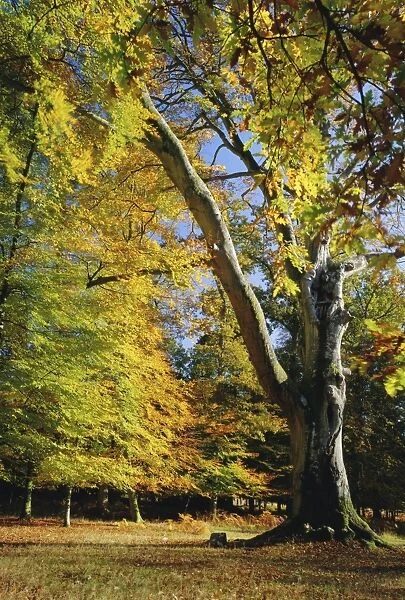 Autumn colours, New Forest, Hampshire, England, UK