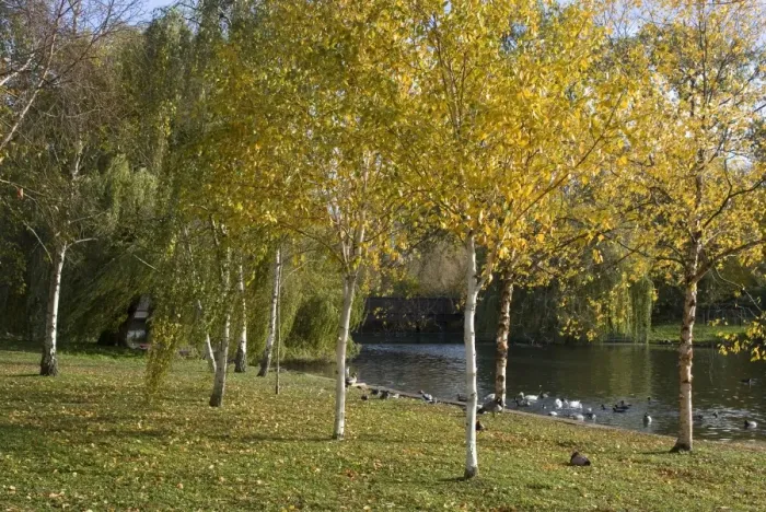 Framed Print : Autumn colours by the pond in Regents Park, London NW1, England, United Kingdom Framed Print : Autumn colours by the pond in Regents Park, London NW1, England, United Kingdom