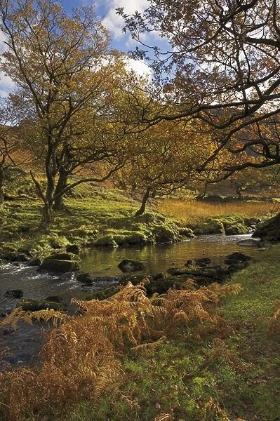 Autumn colours, Watendlath Beck, Borrowdale, Lake District National Park