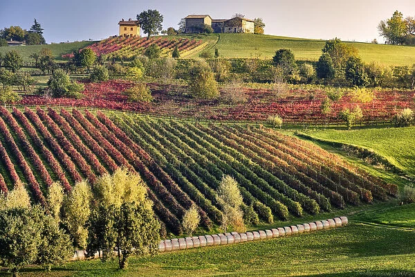 Autumn countryside landscape with a hill full of colored vineyards and a small house on top, Castelvetro di Modena, Emilia Romagna, Italy, Europe