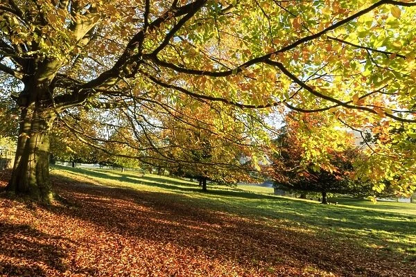 Autumn (fall) colours, Chatsworth Park, stately home of the Duke of Devonshire, Chesterfield