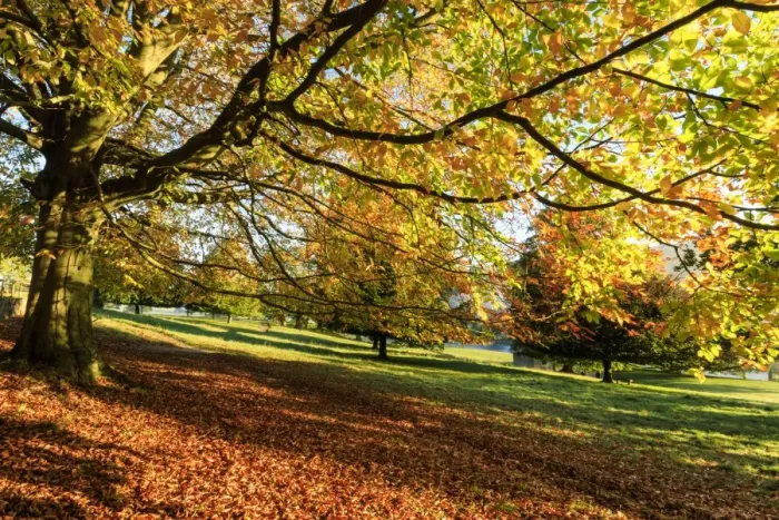 Framed Print : Autumn (fall) colours, Chatsworth Park, stately home of the Duke of Devonshire, Chesterfield Framed Print : Autumn (fall) colours, Chatsworth Park, stately home of the Duke of Devonshire, Chesterfield