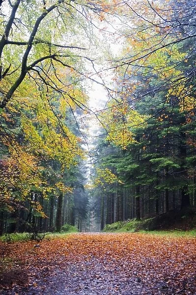 Autumn foliage, Brecon Beacons National Park, South Wales, United Kingdom, Europe