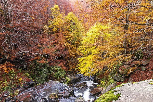 Autumn foliage colors in the woods, Parco Regionale del Corno alle Scale, Emilia Romagna