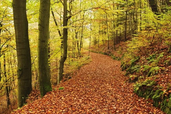 Framed Print : Autumn forest around Karlovy Vary, Czech Republic, Europe Framed Print : Autumn forest around Karlovy Vary, Czech Republic, Europe