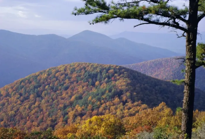 Framed Print : Autumn forest landscape near Loft Mountain Framed Print : Autumn forest landscape near Loft Mountain