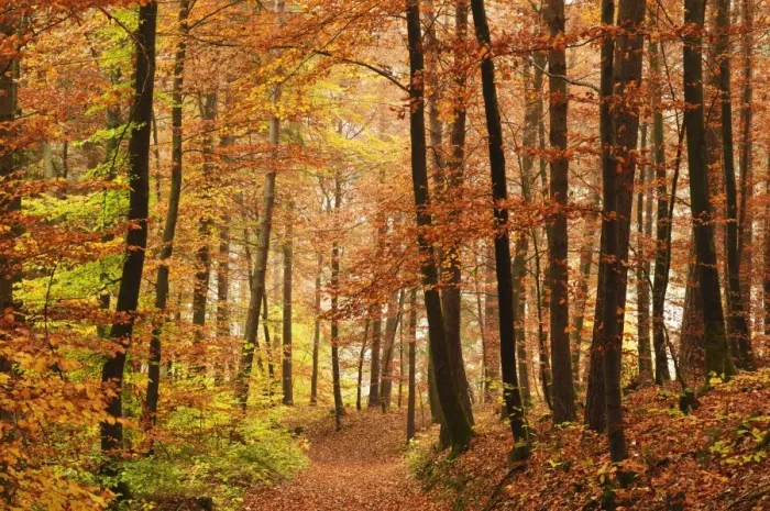 Framed Print : Autumn forest in the Neckar valley, near Villingen-Schwenningen, Baden-Wurttemberg, Germany, Europe Framed Print : Autumn forest in the Neckar valley, near Villingen-Schwenningen, Baden-Wurttemberg, Germany, Europe