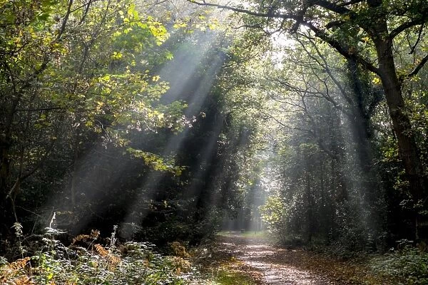 Autumn forest path, Surrey, England, United Kingdom, Europe