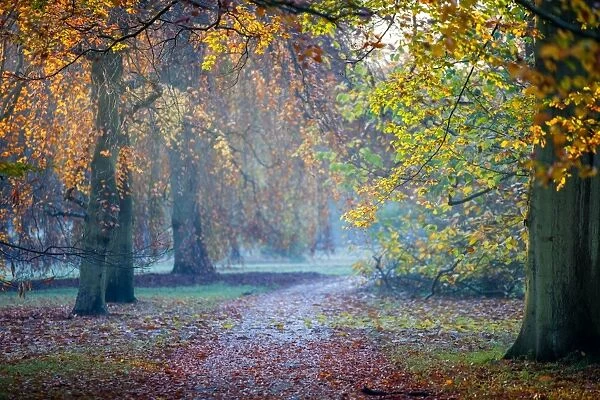 Autumn in Kew Gardens, UNESCO World Heritage Site, Kew, Greater London, England, United Kingdom, Europe