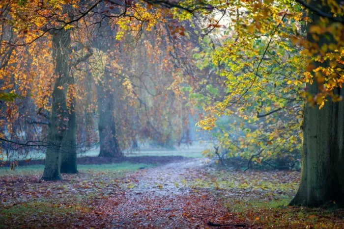 Framed Print : Autumn in Kew Gardens, UNESCO World Heritage Site, Kew, Greater London, England, United Kingdom, Europe Framed Print : Autumn in Kew Gardens, UNESCO World Heritage Site, Kew, Greater London, England, United Kingdom, Europe