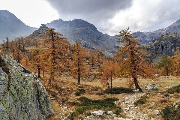 Autumn landscape at the Natural Park of Mont Avic, Aosta Valley, Graian Alps, Italy