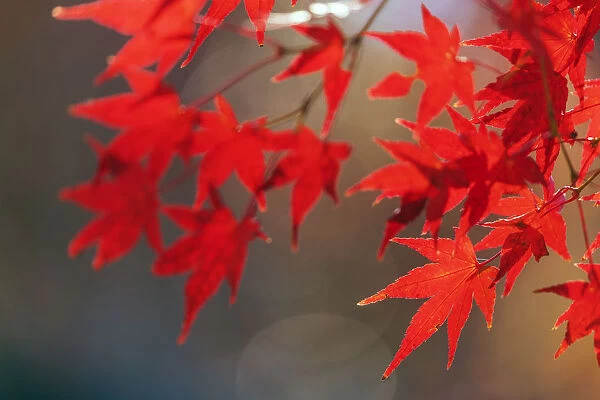 Autumn leaves, Kyoto, Kansai, Japan, Asia