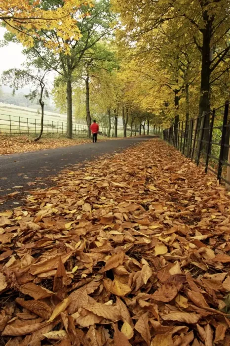 Framed Print : Autumn leaves and lone figure at More Hall Reservoir, South Yorkshire, England