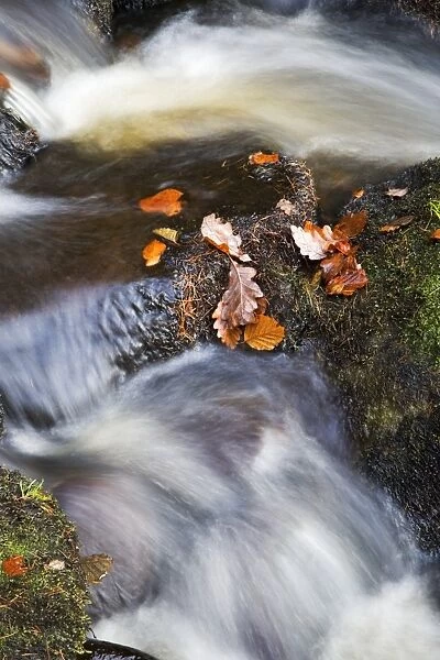 Autumn leaves in Posforth Gill, Bolton Abbey, Yorkshire, England, United Kingdom, Europe