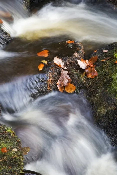 Framed Print : Autumn leaves in Posforth Gill, Bolton Abbey, Yorkshire, England, United Kingdom, Europe Framed Print : Autumn leaves in Posforth Gill, Bolton Abbey, Yorkshire, England, United Kingdom, Europe
