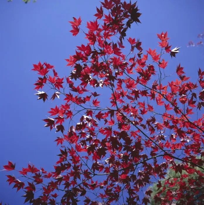 Framed Print : Autumn maple leaves against a blue sky