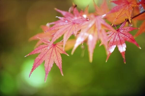 Autumn maple leaves, Sagano area, Kyoto, Japan, Asia