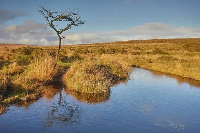 Framed Print : Autumn across the marshy open moors of Dartmoor, Gidleigh Common, near Chagford, Dartmoor National Park, Devon, England, United Kingdom, Europe Framed Print : Autumn across the marshy open moors of Dartmoor, Gidleigh Common, near Chagford, Dartmoor National Park, Devon, England, United Kingdom, Europe