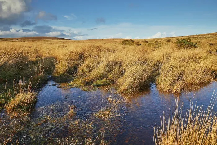 Framed Print : Autumn across the marshy open moors of Dartmoor; Gidleigh Common, near Chagford, Dartmoor National Park, Devon, England, United Kingdom, Europe Framed Print : Autumn across the marshy open moors of Dartmoor; Gidleigh Common, near Chagford, Dartmoor National Park, Devon, England, United Kingdom, Europe
