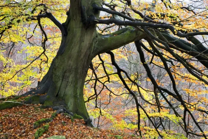 Framed Print : Autumn tree, Bolton Abbey, Yorkshire, England, United Kingdom, Europe Framed Print : Autumn tree, Bolton Abbey, Yorkshire, England, United Kingdom, Europe