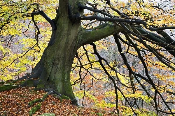 Autumn tree, Bolton Abbey, Yorkshire, England, United Kingdom, Europe