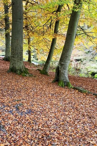 Autumn trees and fallen leaves in Strid Wood, Bolton Abbey, Yorkshire, England