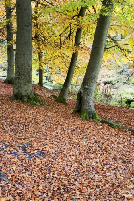 Framed Print : Autumn trees and fallen leaves in Strid Wood, Bolton Abbey, Yorkshire, England Framed Print : Autumn trees and fallen leaves in Strid Wood, Bolton Abbey, Yorkshire, England