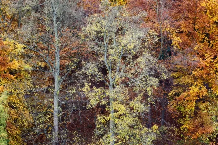 Framed Print : Autumn Trees on Long Walk at Mother Shiptons in Knaresborough North Yorkshire England Framed Print : Autumn Trees on Long Walk at Mother Shiptons in Knaresborough North Yorkshire England