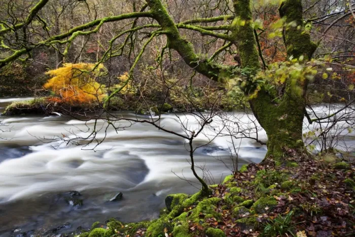 Framed Print : Autumn trees by the River Greta in Brundholme Woods, Keswick, Cumbria, England, United Kingdom, Europe Framed Print : Autumn trees by the River Greta in Brundholme Woods, Keswick, Cumbria, England, United Kingdom, Europe