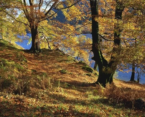 Autumn trees at Ullswater, Lake District National Park, Cumbria, England