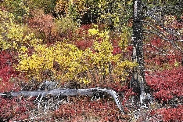 Autumn tundra, Denali National Park and Preserve, Alaska, United States of America