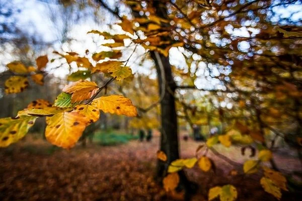 Autumn, United Kingdom, Europe