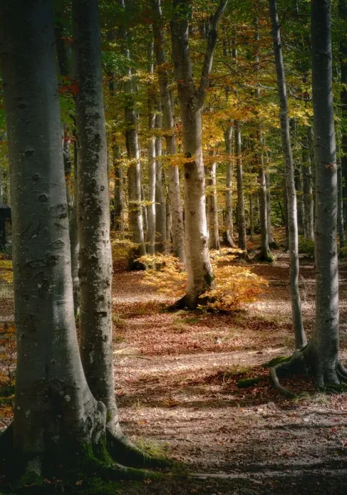 Framed Print : Autumn view of a beech tree in the wood, Cerreto Laghi, Emilia Romagna, Italy, Europe Framed Print : Autumn view of a beech tree in the wood, Cerreto Laghi, Emilia Romagna, Italy, Europe