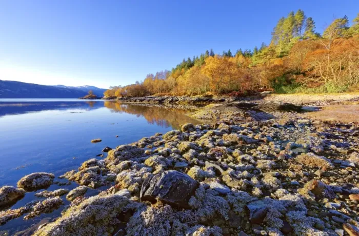 Framed Print : An autumn view on a calm sunny morning along the banks of Loch Sunart in the Ardnamurchan Peninsula Framed Print : An autumn view on a calm sunny morning along the banks of Loch Sunart in the Ardnamurchan Peninsula